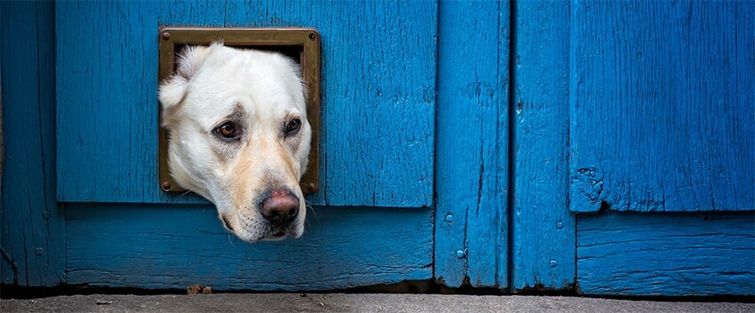 A dog with its head stuck in a doggy door within a bright blue door.