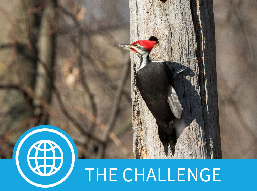 Pileated woodpecker on a utility pole