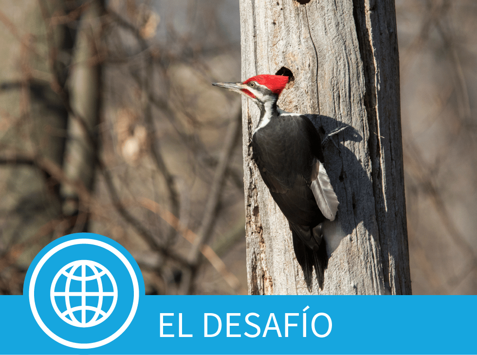 Pájaro carpintero crestado en un poste de servicios públicos